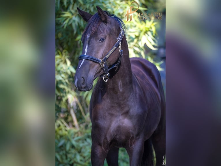 KWPN Mare 6 years 15,2 hh Black in Marly-sous-Issy