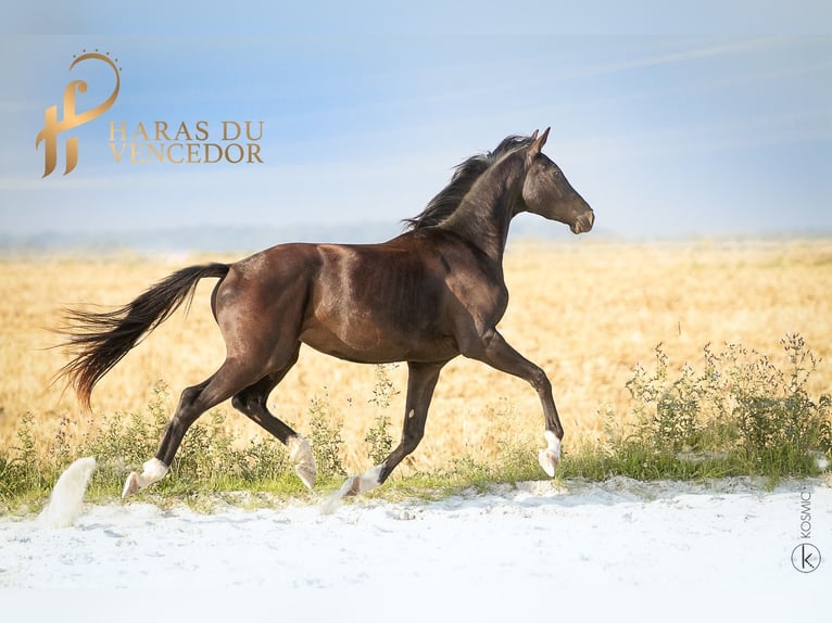 KWPN Mare 6 years 15,2 hh Black in Marly-sous-Issy