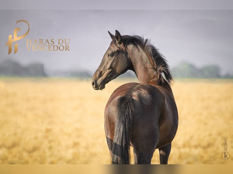 KWPN Mare 6 years 15,2 hh Black in Marly-sous-Issy