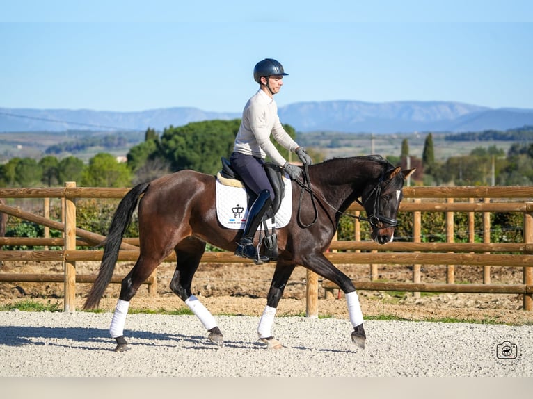 KWPN Mare 6 years 15.2 hh Brown in Gard