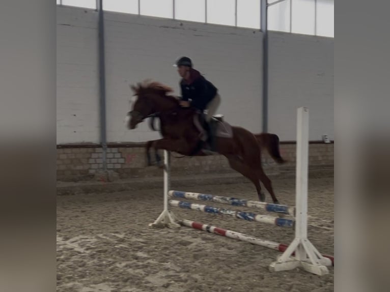 KWPN Mare 6 years 15.2 hh Chestnut-Red in Aachen