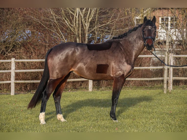 KWPN Mare 6 years 15,3 hh Bay-Dark in Bonefeld