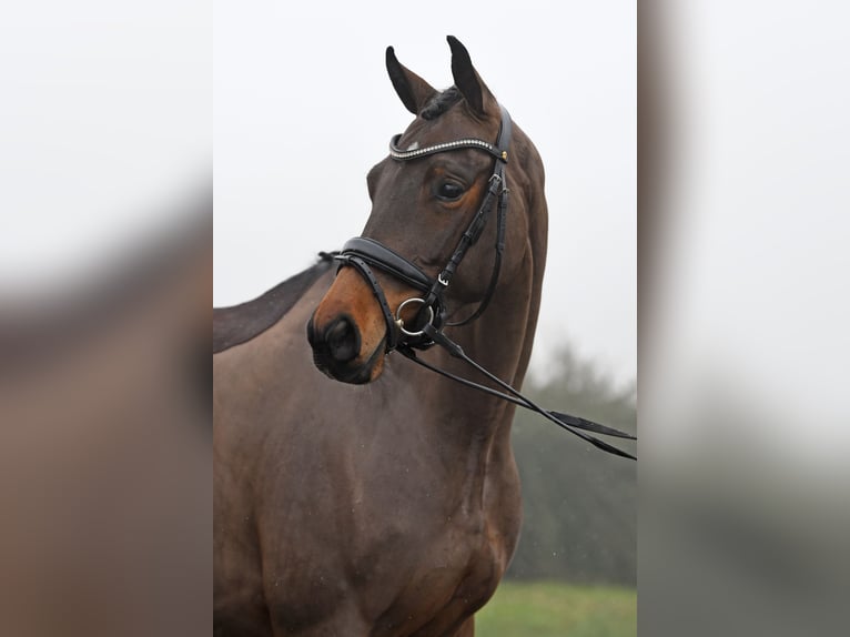 KWPN Mare 6 years 15,3 hh Bay-Dark in Bonefeld