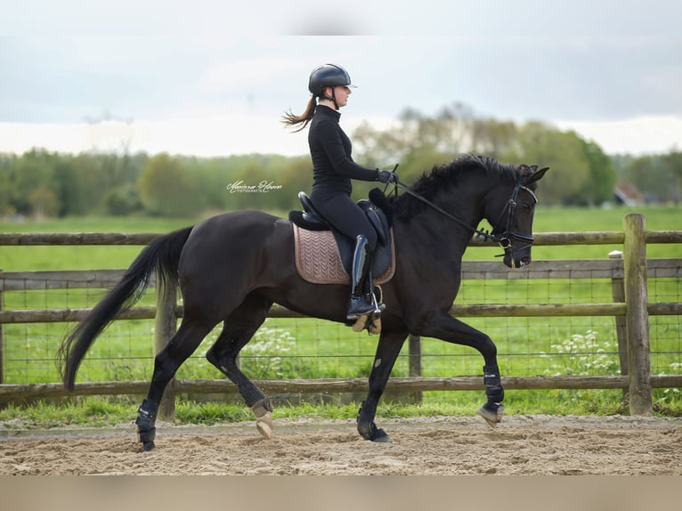 KWPN Mare 6 years 15,3 hh Black in Baambrugge