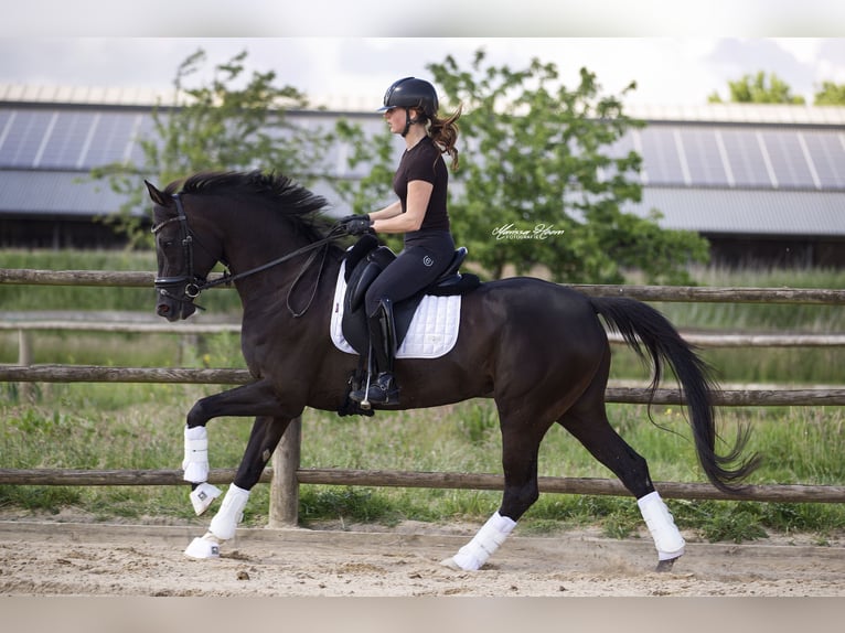 KWPN Mare 6 years 15,3 hh Black in Baambrugge