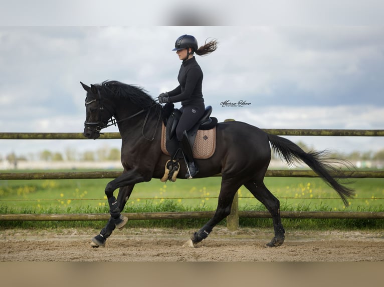 KWPN Mare 6 years 15,3 hh Black in Baambrugge