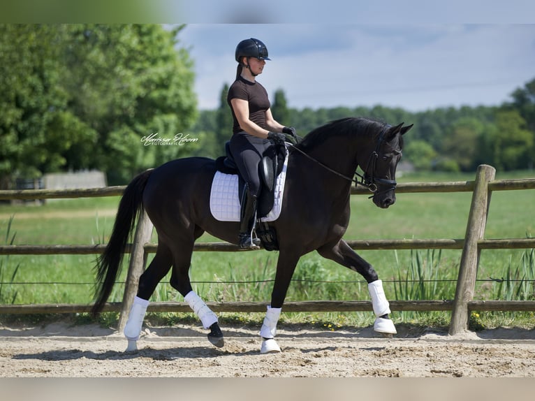 KWPN Mare 6 years 15,3 hh Black in Baambrugge