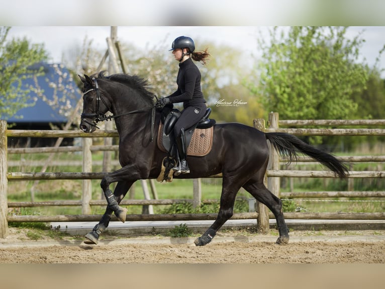 KWPN Mare 6 years 15,3 hh Black in Baambrugge