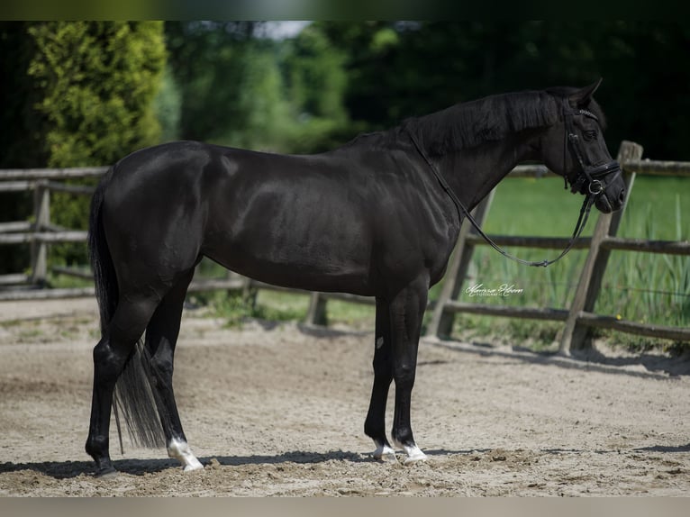 KWPN Mare 6 years 15,3 hh Black in Baambrugge