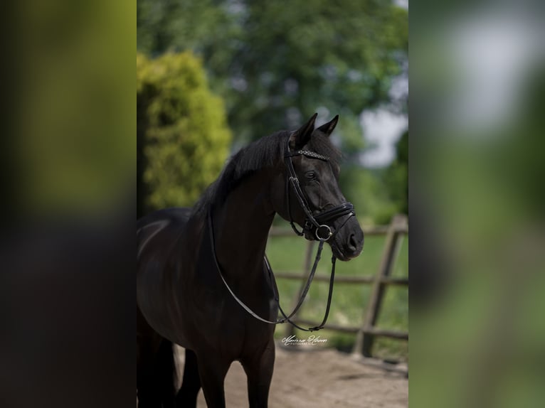 KWPN Mare 6 years 15,3 hh Black in Baambrugge