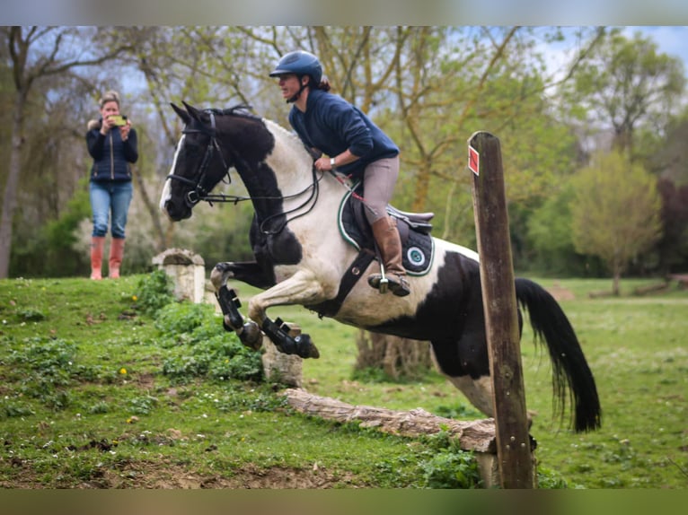 KWPN Mare 6 years 15,3 hh Tobiano-all-colors in Valence sur Baise