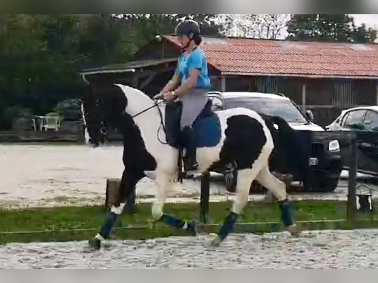 KWPN Mare 6 years 15,3 hh Tobiano-all-colors in Valence sur Baise