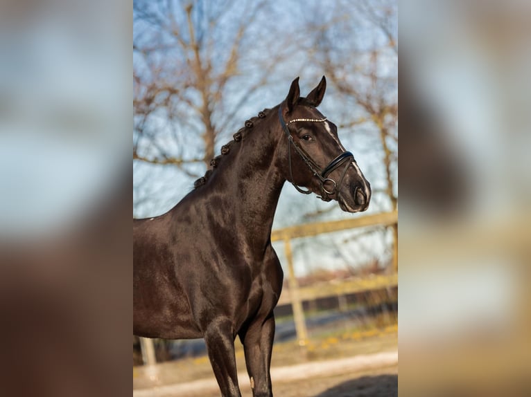 KWPN Mix Mare 6 years 15 hh Chestnut in Poeldijk