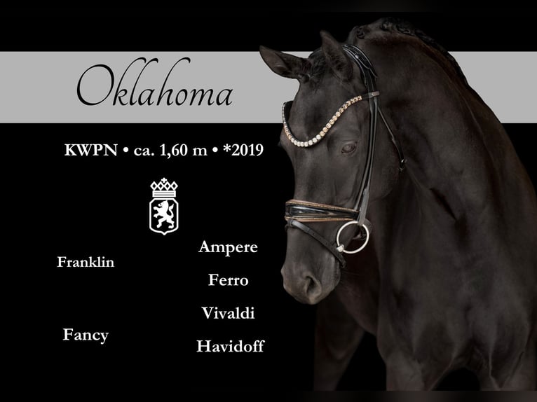 KWPN Mare 6 years 15,2 hh Black in Wehringen