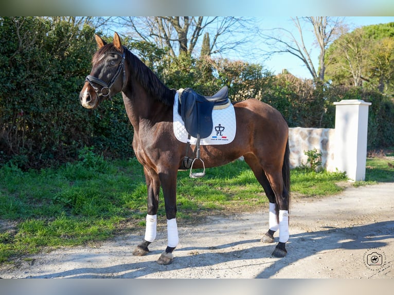 KWPN Mare 6 years 15,2 hh Brown in Gard