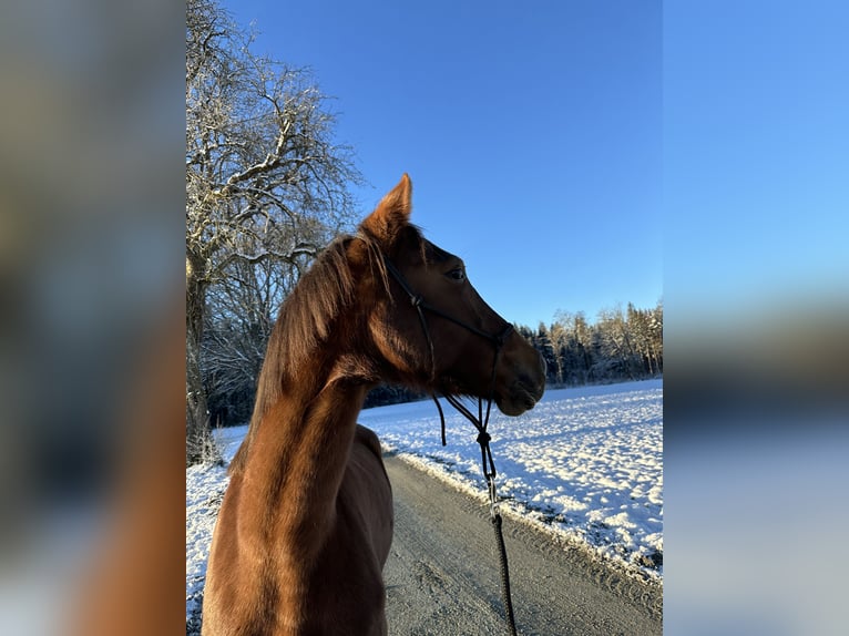 KWPN Mare 6 years 15,2 hh Chestnut-Red in P&#xF6;ls