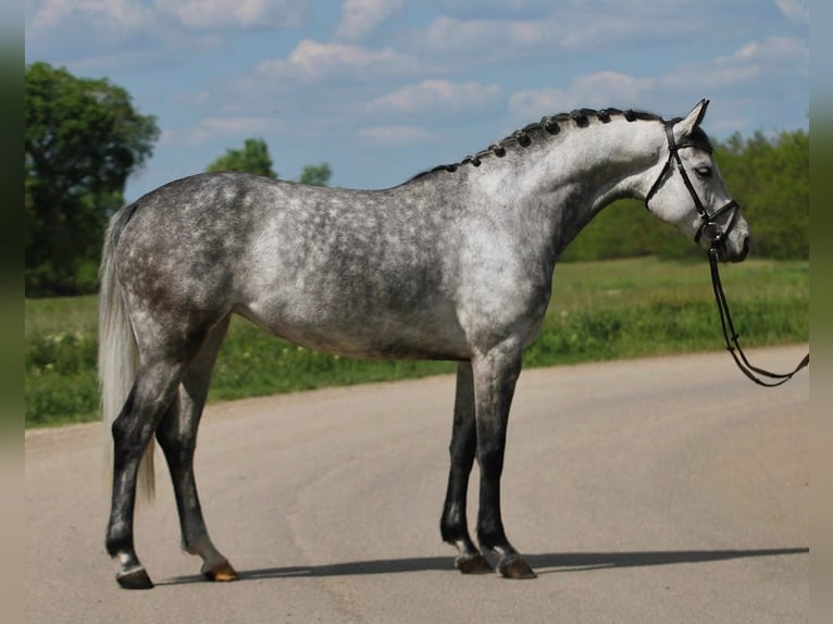 KWPN Mare 6 years 15,2 hh Grey in Csabacs&#x171;d