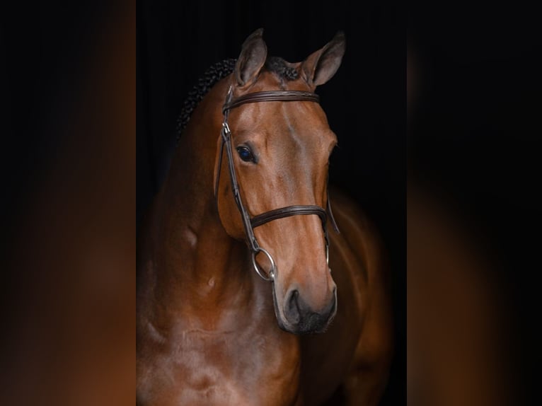 KWPN Mare 6 years 16,1 hh Bay-Dark in Moergestel