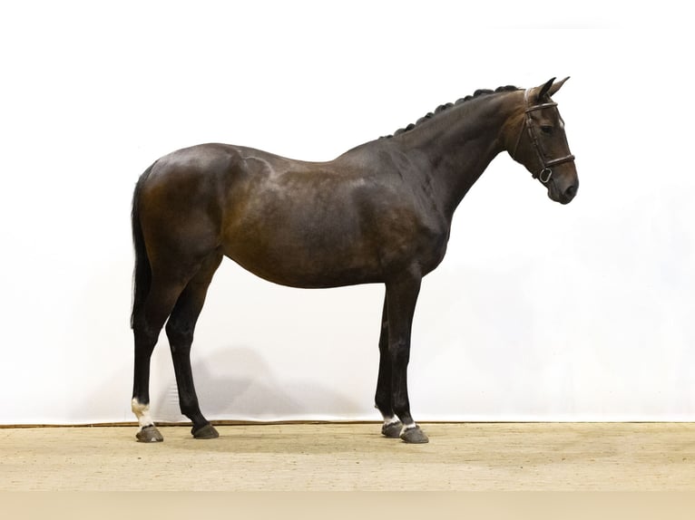 KWPN Mare 6 years 16,1 hh Bay-Dark in Waddinxveen