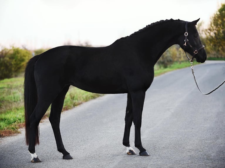 KWPN Mare 6 years 16,1 hh Black in Baracs