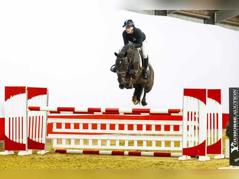 KWPN Mare 6 years 16,1 hh Black in Waddinxveen