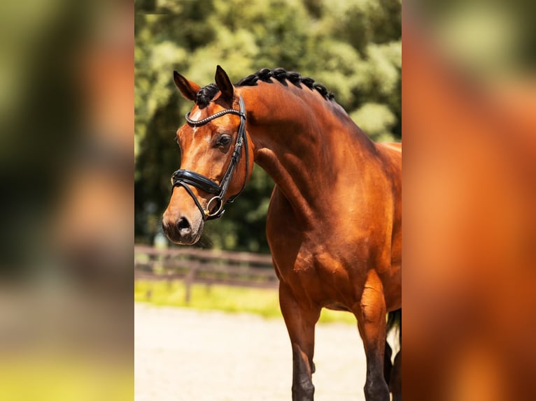 KWPN Mare 6 years 16,1 hh Brown in Neuss