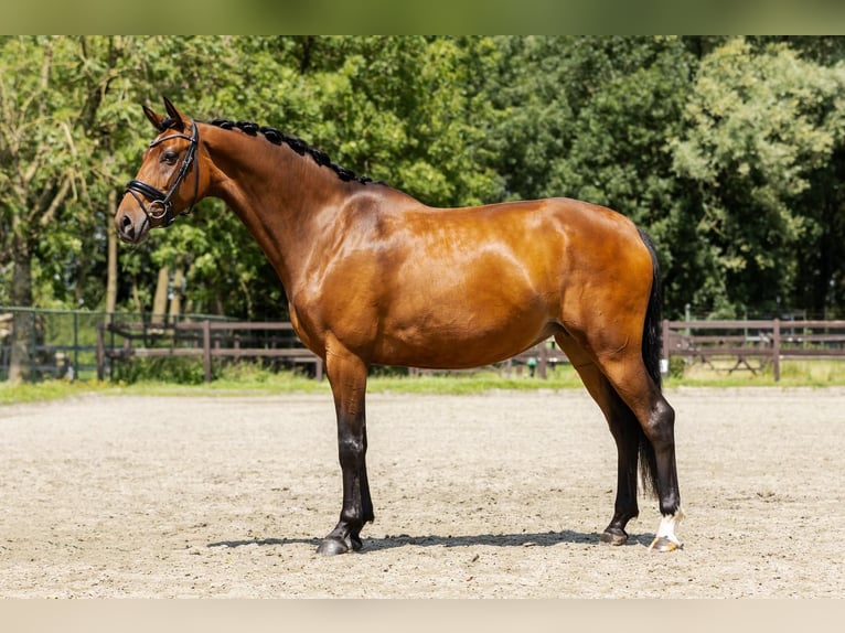 KWPN Mare 6 years 16,1 hh Brown in Neuss