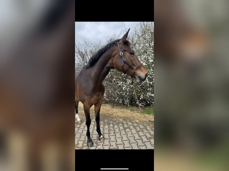 KWPN Mare 6 years 16,1 hh Brown in Hennef