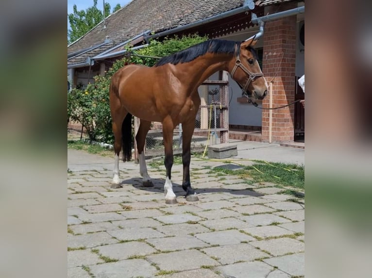 KWPN Mare 6 years 16.1 hh Brown in Békéscsaba