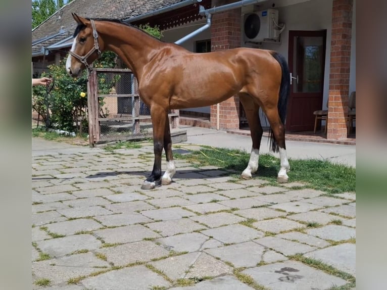 KWPN Mare 6 years 16.1 hh Brown in Békéscsaba