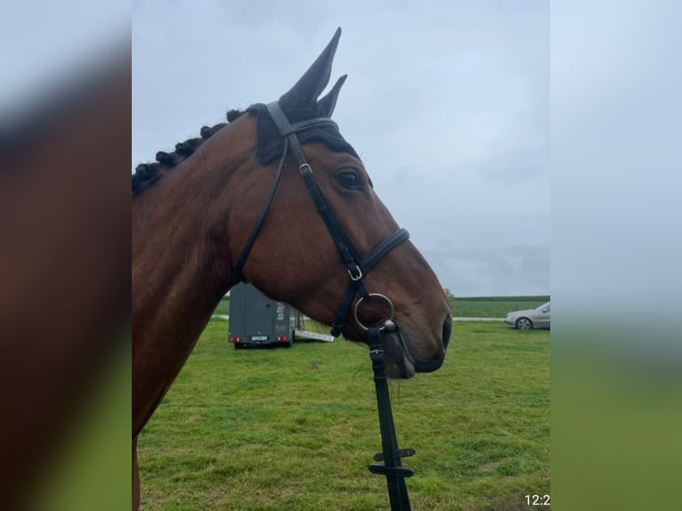 KWPN Mare 6 years 16,1 hh Brown in Chieming