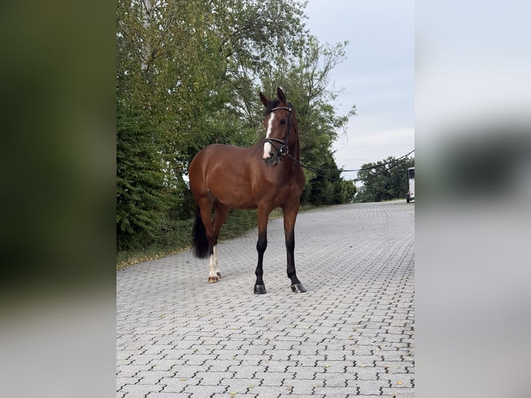 KWPN Mare 6 years 16.1 hh Brown in Lengdorf