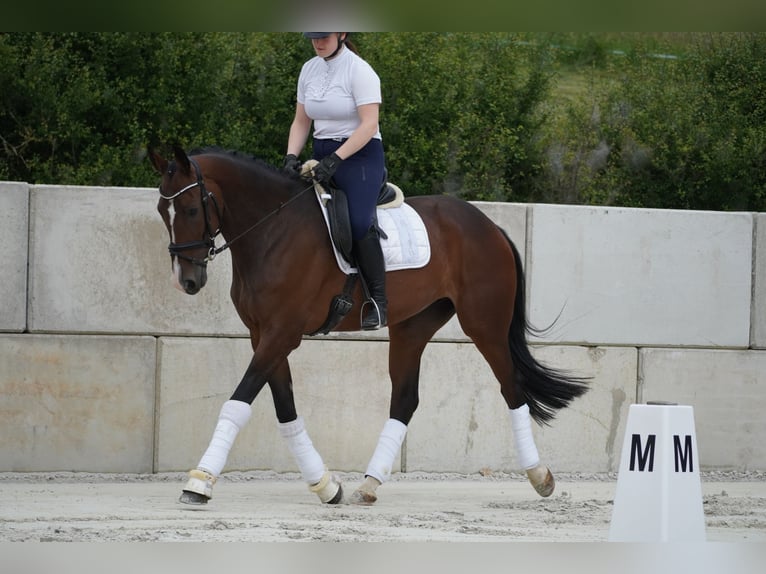 KWPN Mare 6 years 16,1 hh Brown in Nettersheim