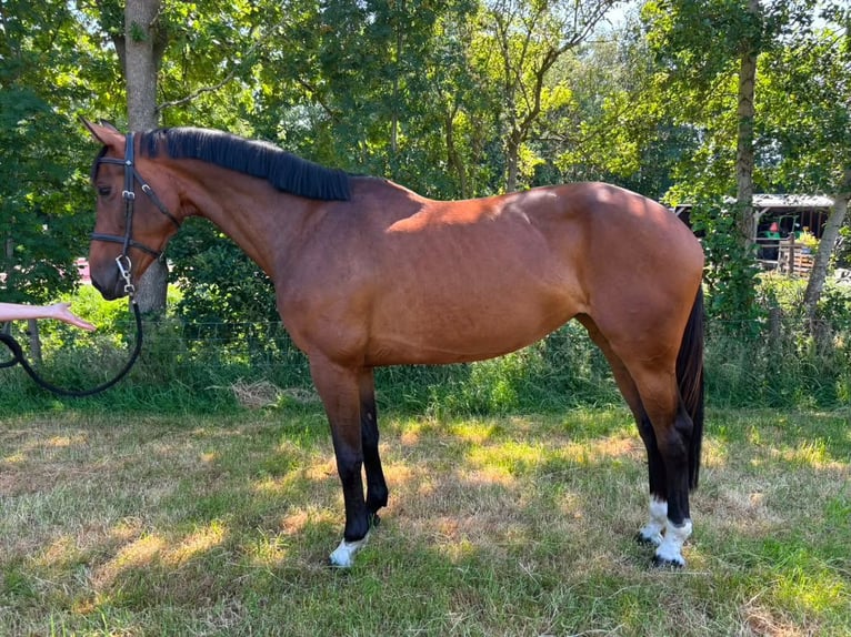 KWPN Mare 6 years 16.1 hh Brown in chambery