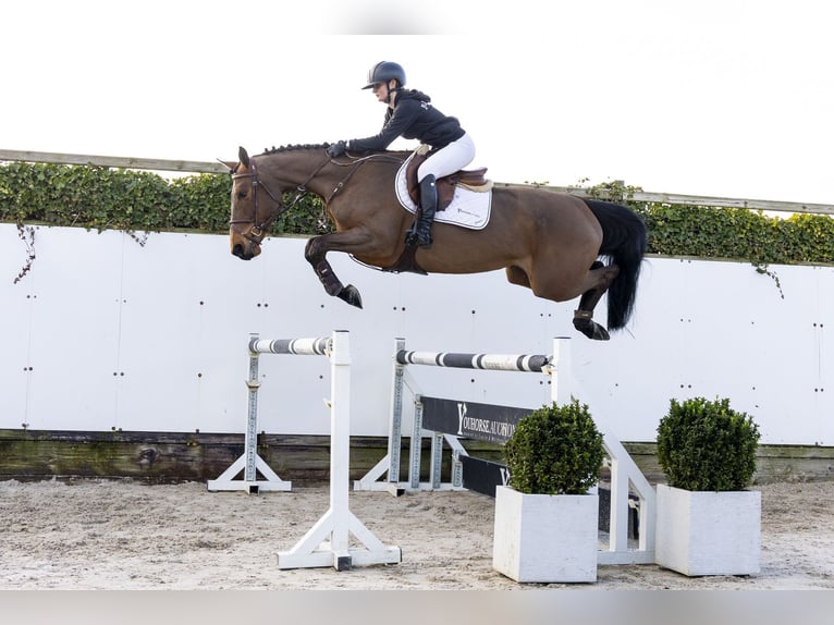 KWPN Mare 6 years 16.1 hh Brown in Waddinxveen