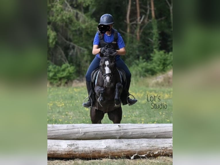 KWPN Mare 6 years 16.1 hh Can be white in Augustinusga