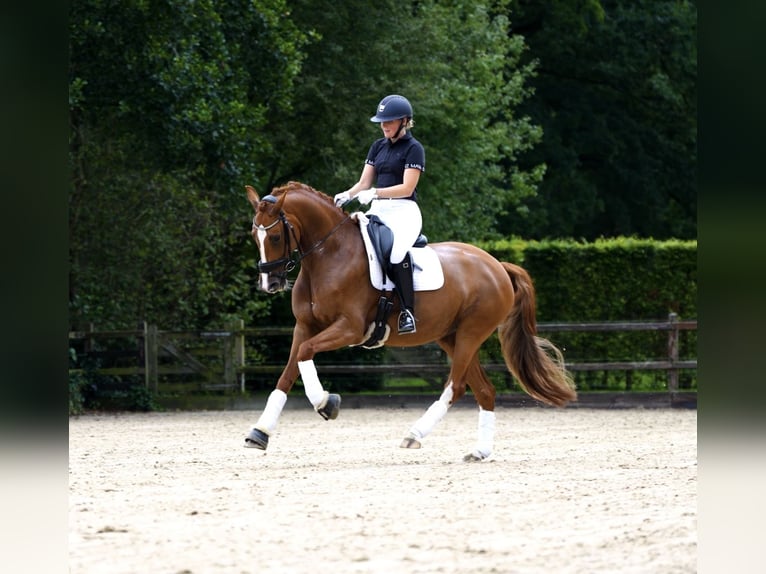 KWPN Mare 6 years 16.1 hh Chestnut-Red in de Lutte
