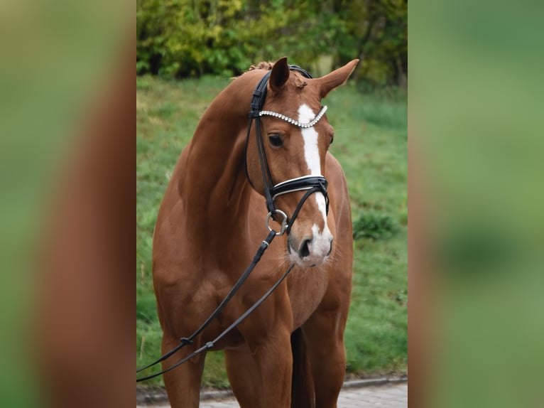 KWPN Mare 6 years 16,1 hh Chestnut-Red in F&#xFC;rstenau
