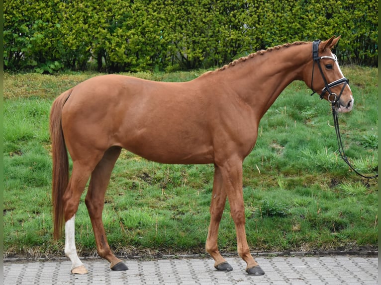 KWPN Mare 6 years 16,1 hh Chestnut-Red in F&#xFC;rstenau