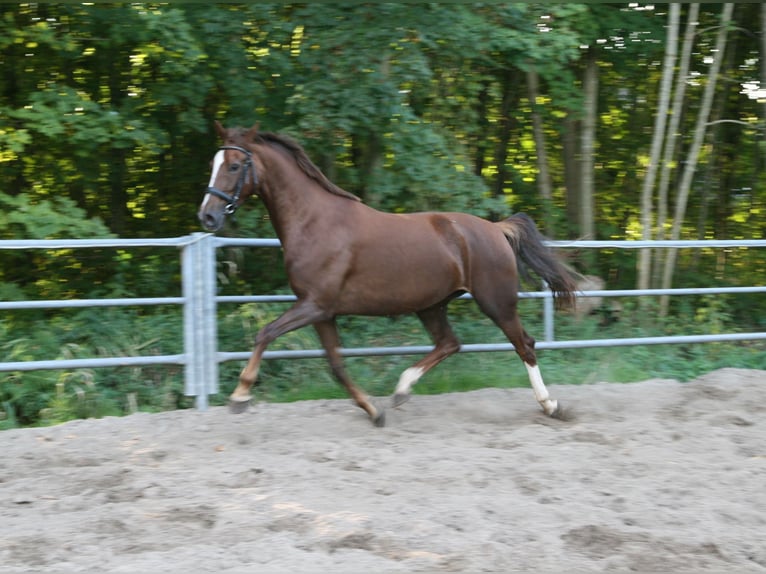 KWPN Mare 6 years 16.1 hh Chestnut-Red in Doornspijk