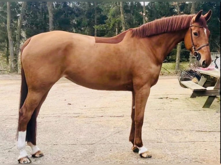 KWPN Mare 6 years 16,1 hh Chestnut-Red in Zeven