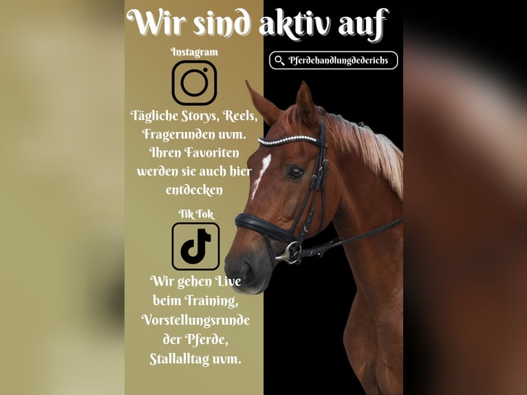 KWPN Mare 6 years 16,1 hh in Nettersheim