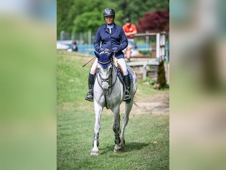 KWPN Mare 6 years 16.1 hh Grey in Uster