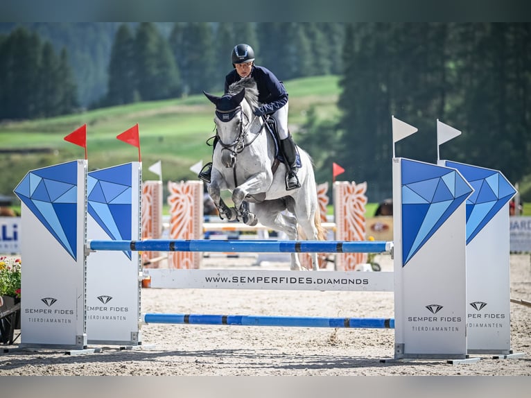 KWPN Mare 6 years 16.1 hh Grey in Uster