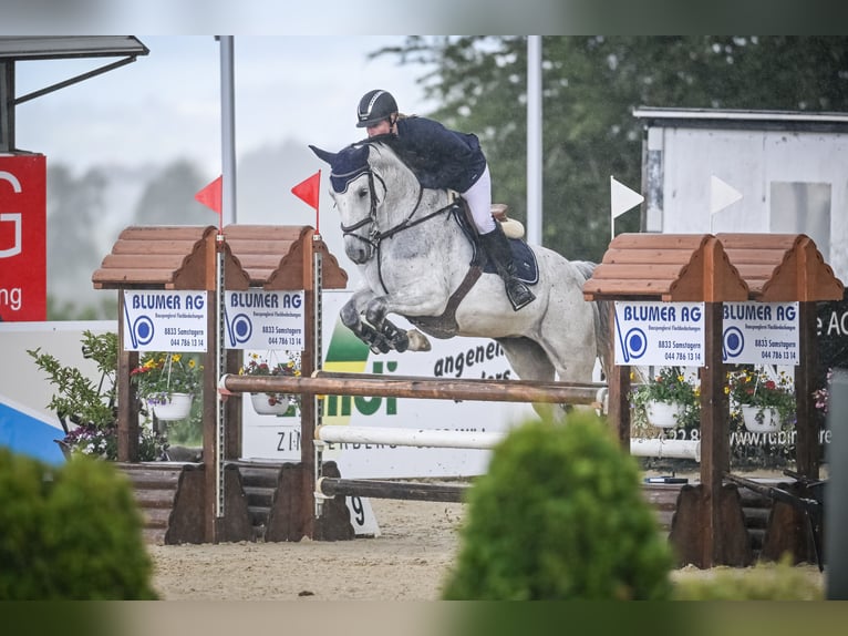 KWPN Mare 6 years 16.1 hh Grey in Uster