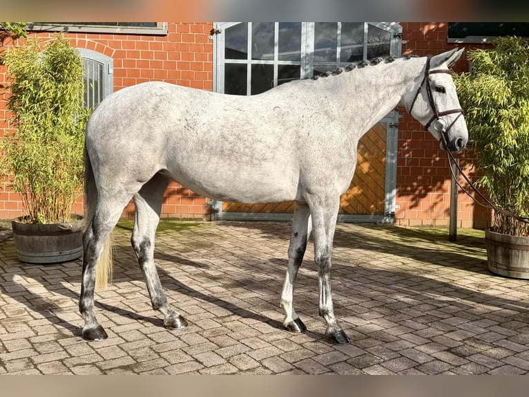 KWPN Mare 6 years 16.1 hh Grey in Waltrop