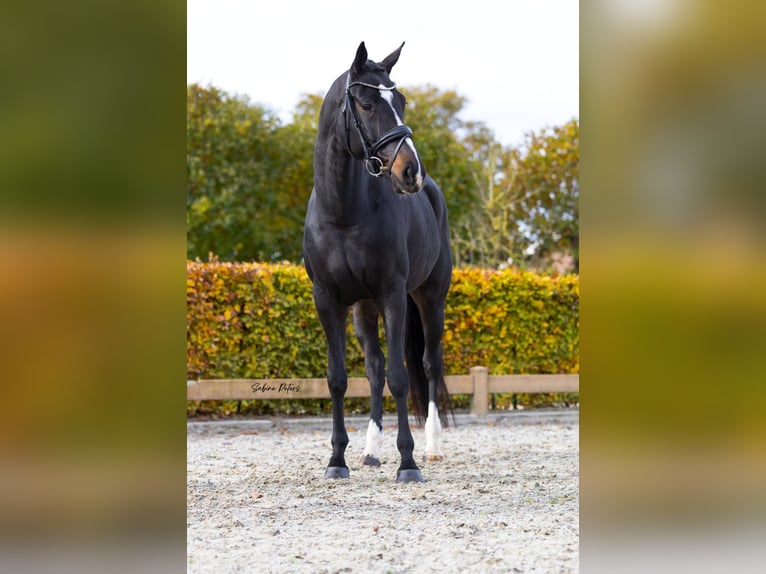 KWPN Mare 6 years 16.1 hh Smoky-Black in Goch