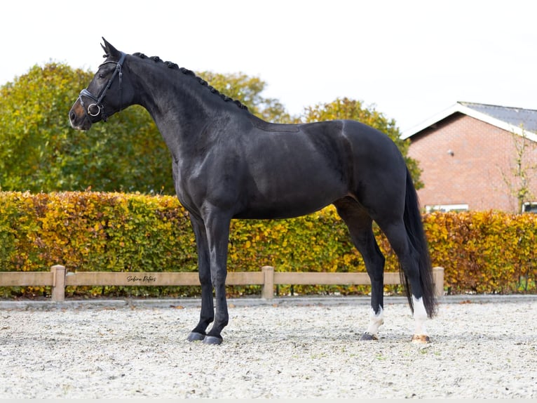 KWPN Mare 6 years 16.1 hh Smoky-Black in Goch