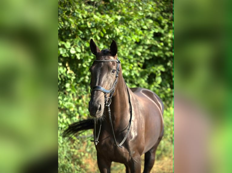 KWPN Mare 6 years 16.1 hh Smoky-Black in Denekamp