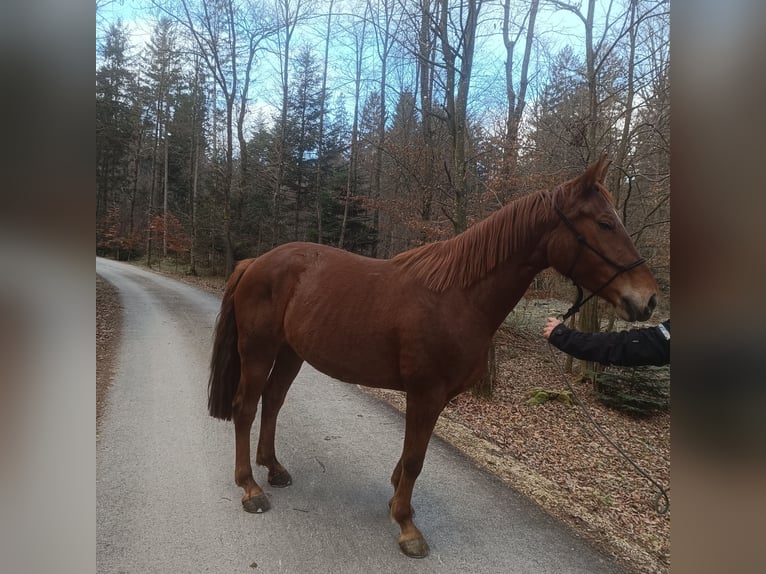 KWPN Mix Mare 6 years 16,1 hh Sorrel in Slovenske Konjice